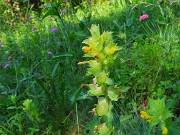 34 Rhinantus- Cresta di gallo
